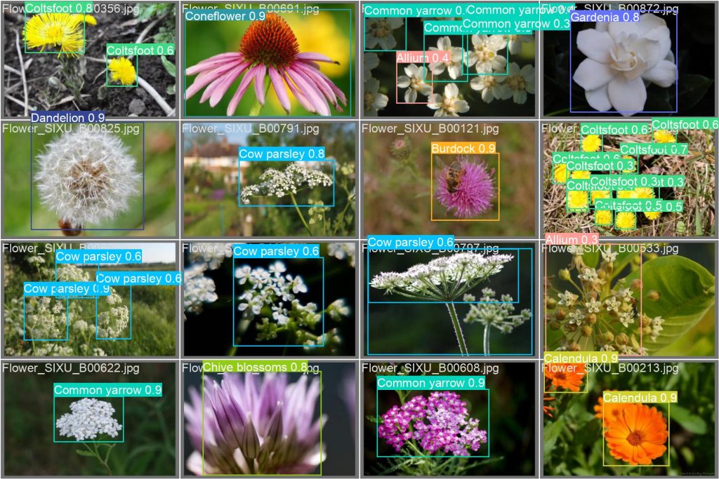 YOLO花卉识别数据集鲜花检测花朵识别植物识别数据集花卉数据集-创享日记 YOLO花卉识别数据集鲜花检测花朵识别植物识别数据集花卉数据集-创享日记