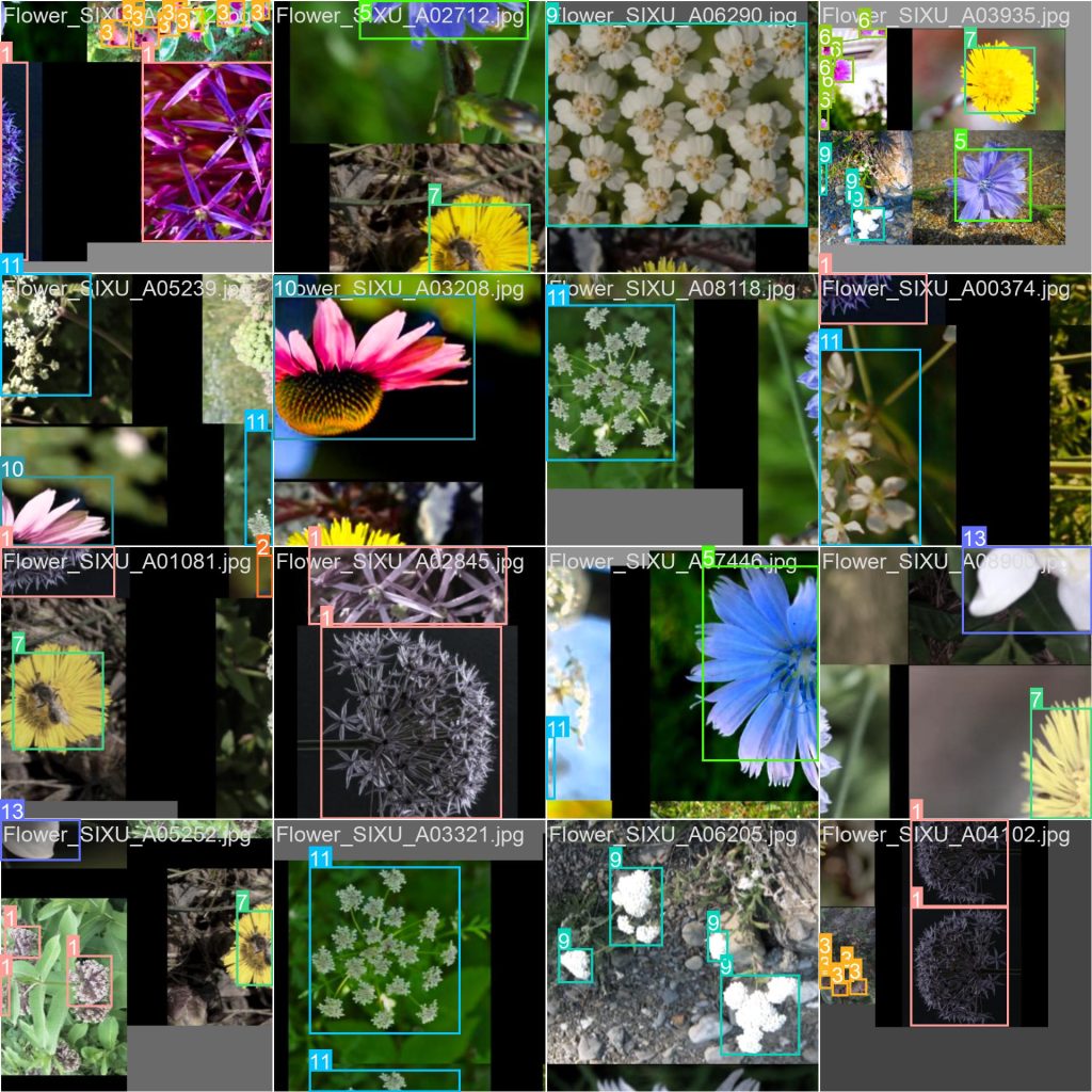 YOLO花卉识别数据集鲜花检测花朵识别植物识别数据集花卉数据集-创享日记 YOLO花卉识别数据集鲜花检测花朵识别植物识别数据集花卉数据集-创享日记