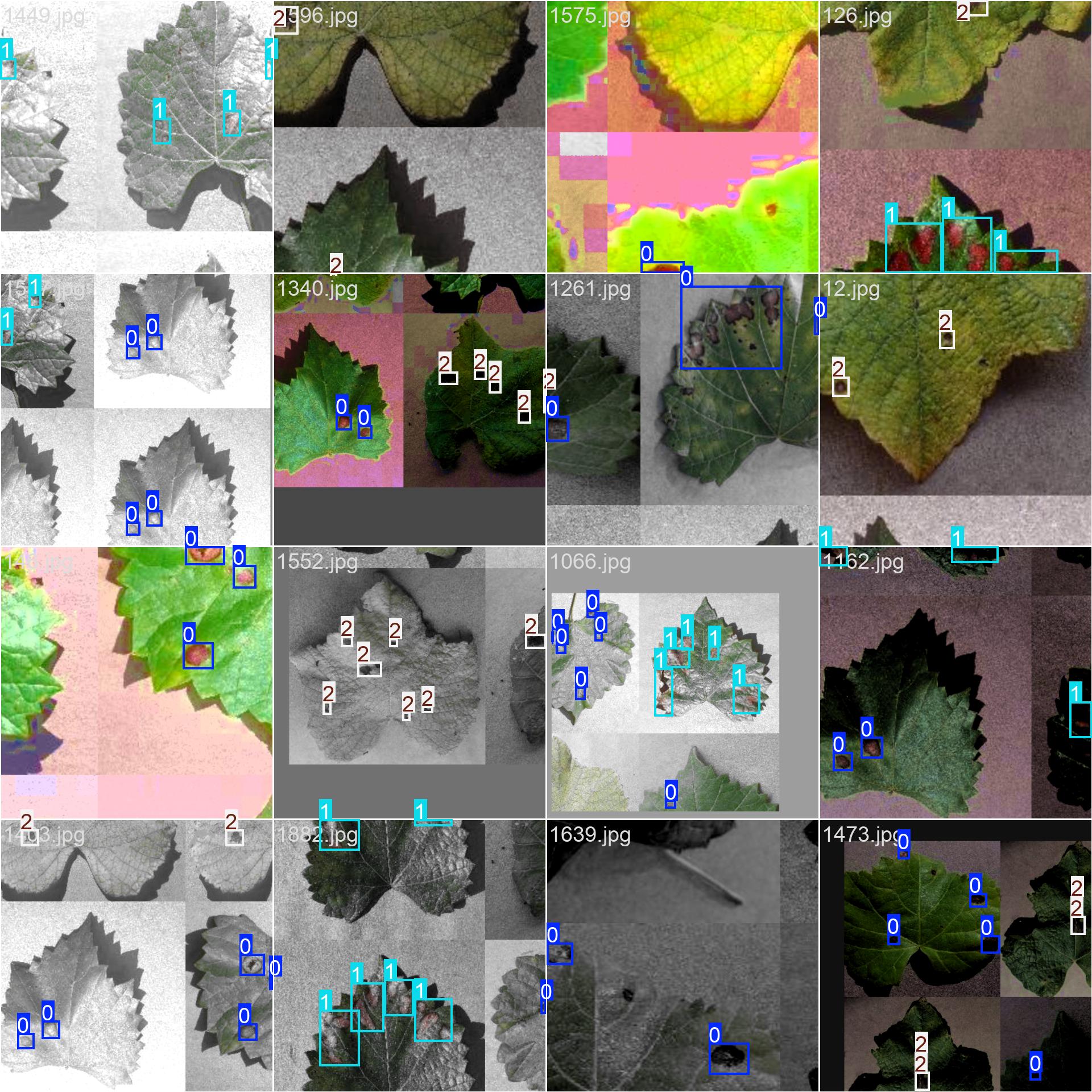 深度学习YOLO葡萄叶病害数据集植物病害数据集病虫害识别数据集-创享日记