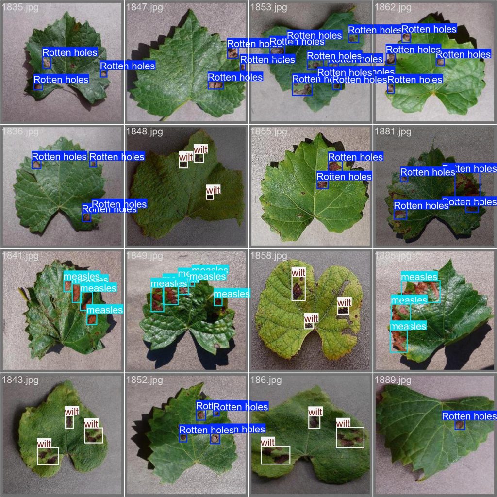 基于深度学习YOLOv8的葡萄叶病害检测植物病害识别病虫害检测系统目标检测-创享日记 基于深度学习YOLOv8的葡萄叶病害检测植物病害识别病虫害检测系统目标检测-创享日记